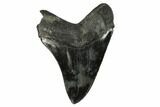Serrated Fossil Megalodon Tooth - South Carolina #128302-2